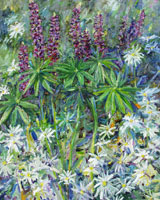 Lupins and Daisies