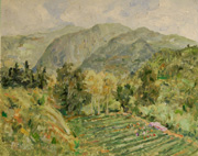 Harvesting Grapes