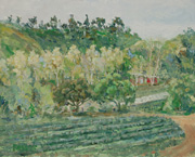 Vineyard
